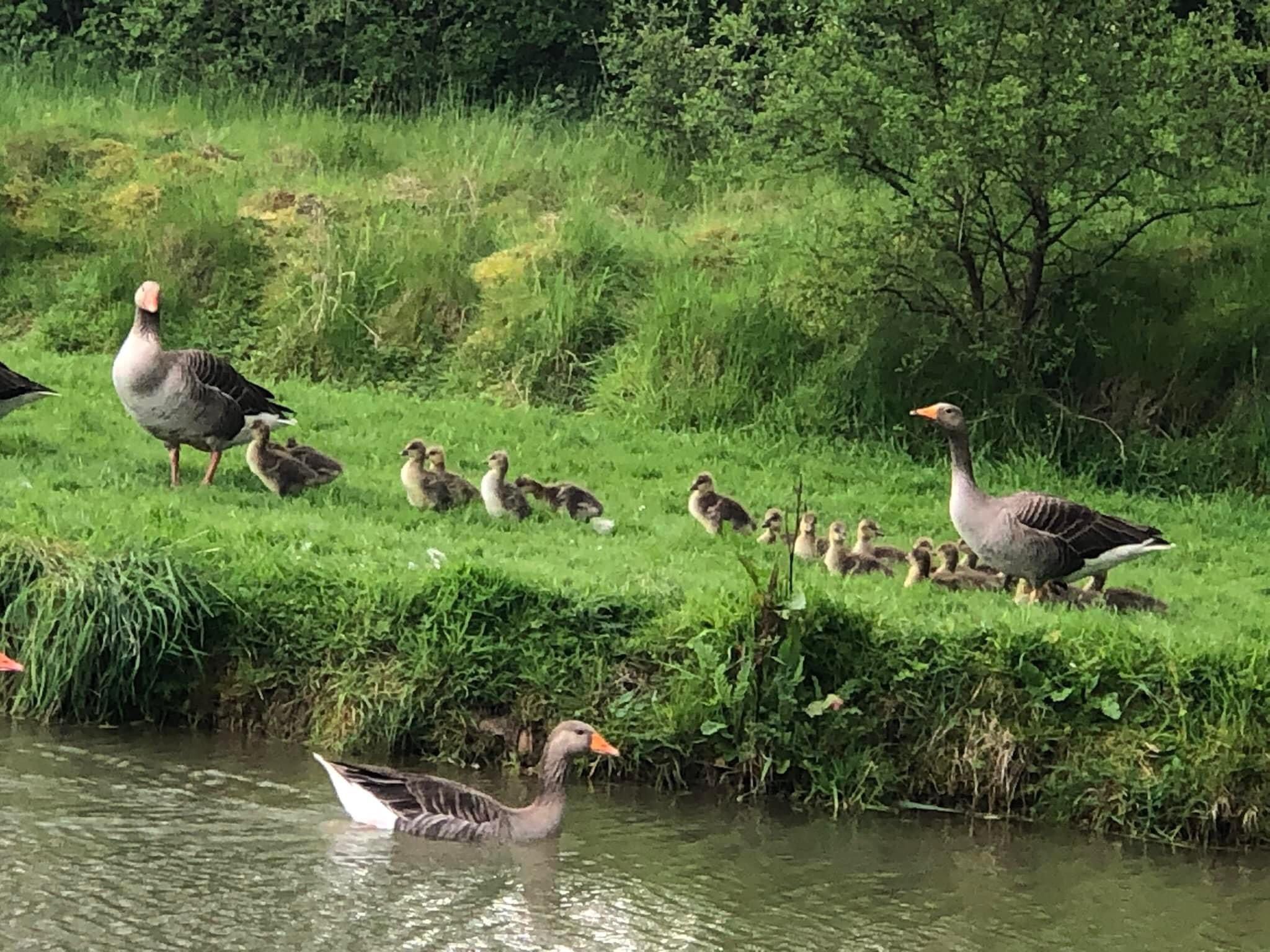 Lake & Wildlife